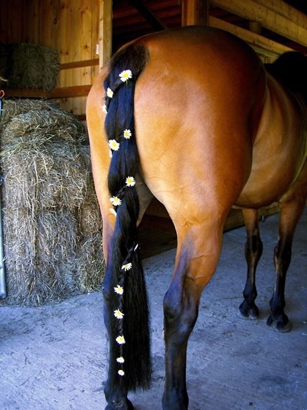 horse tail braid