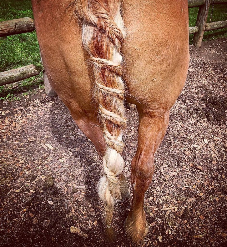I rarely know how to braid my own hair! I taught myself how to French braid  with my horse's tail. : r/Horses
