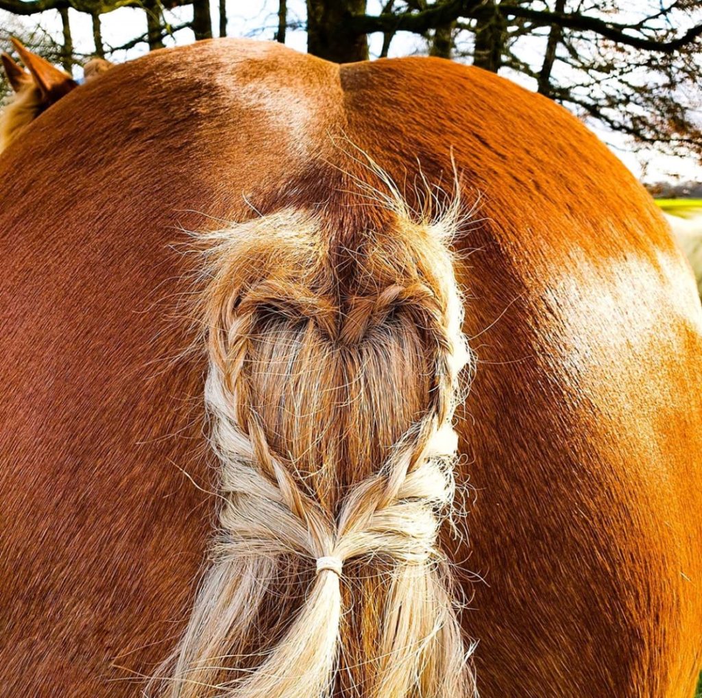 heart horse tail braid