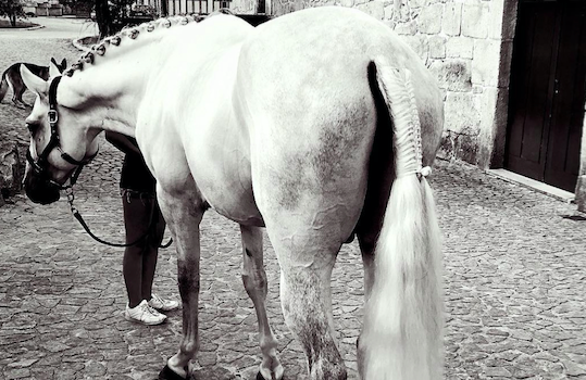 Everything You Need To Know About Braiding Your Horse’s Tail