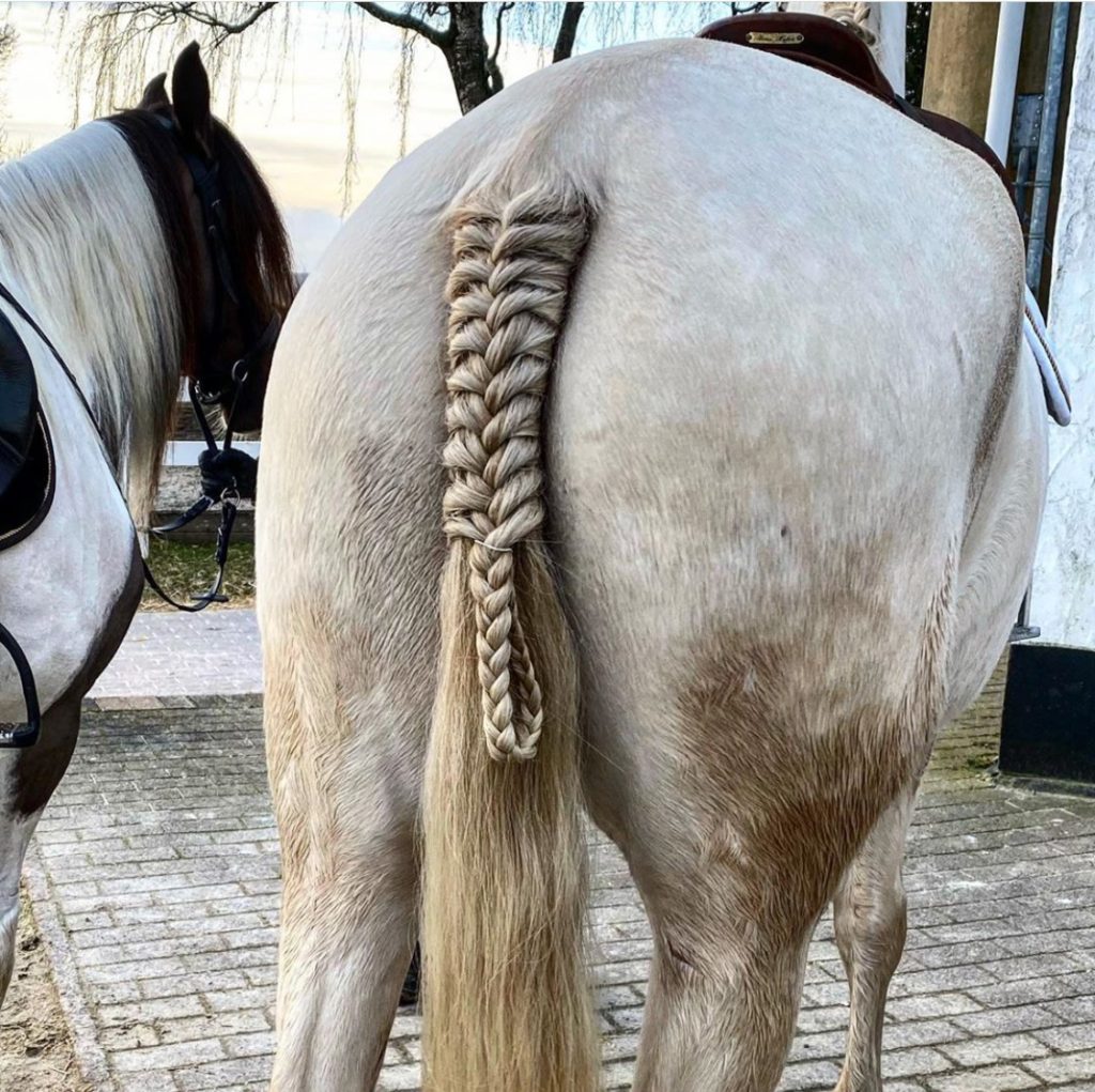 Horse Tail Braids: Everything You Need to Know