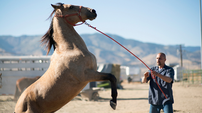 horse films The Mustang