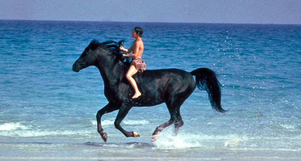 best horse films the black stallion