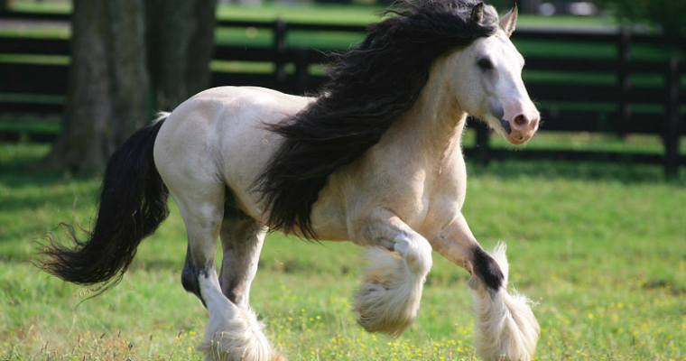 Get to Know the Majestic Gypsy Vanner Horse