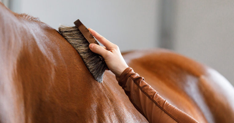 7 Grooming Kits to Get Your Horse Squeaky Clean